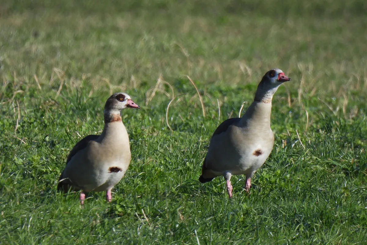 Nilgans