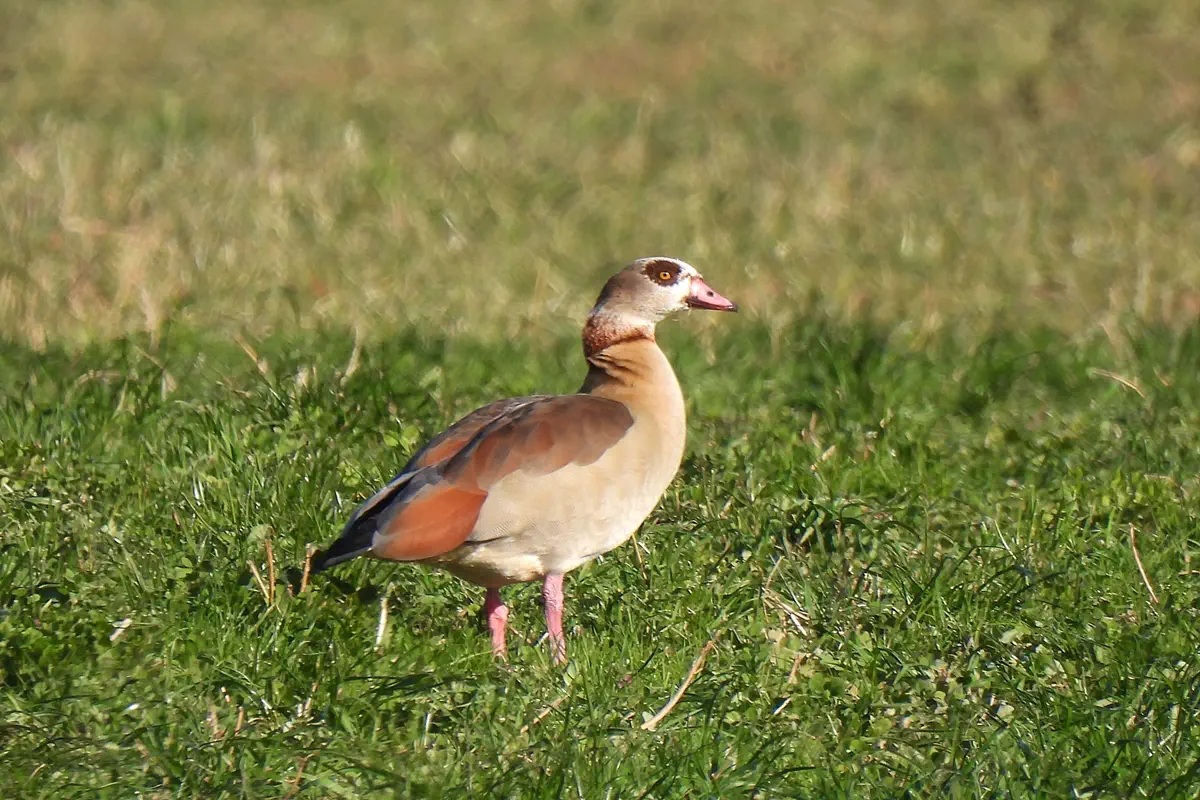 Nilgans