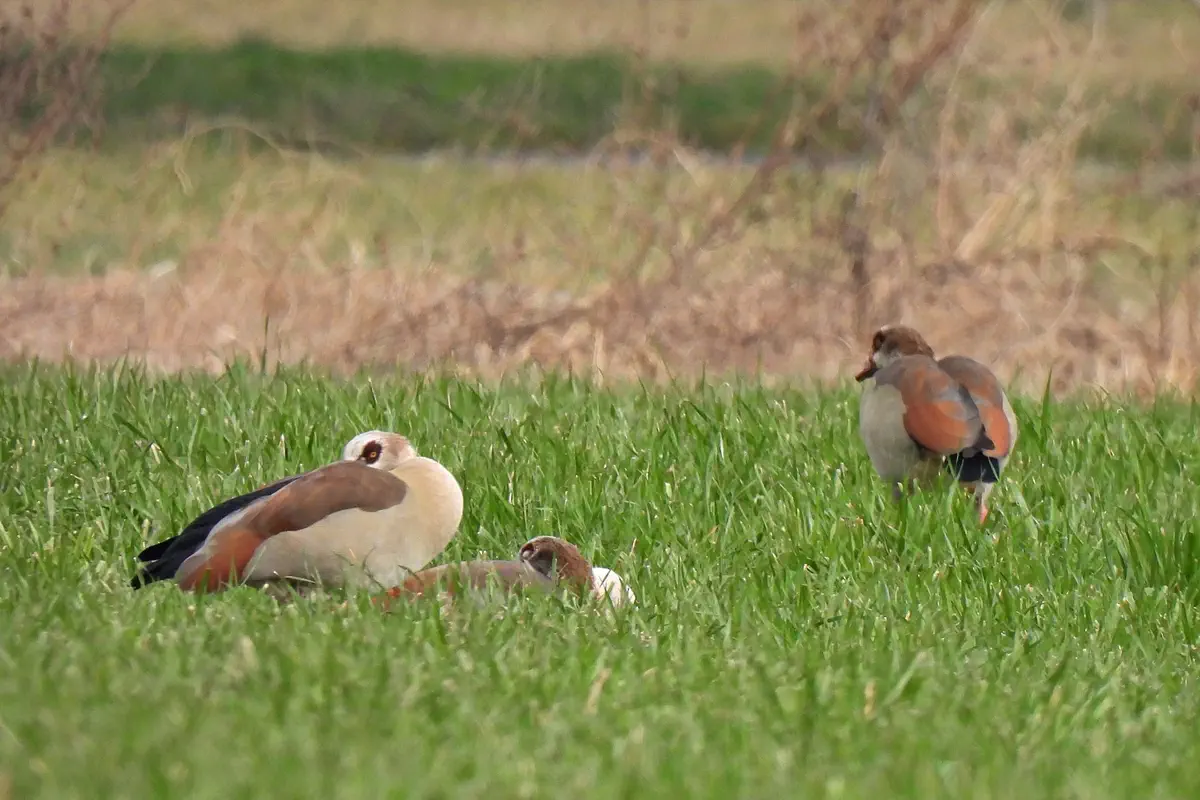 Nilgans