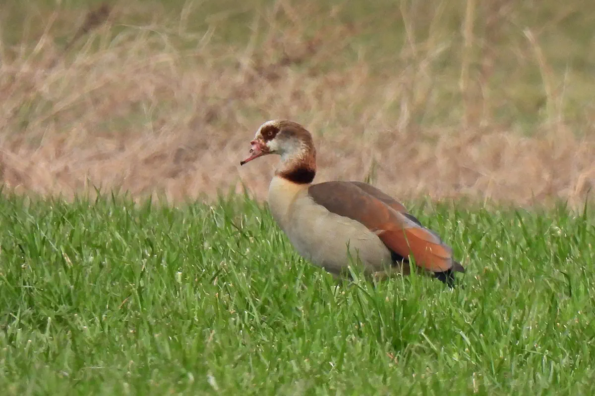 Nilgans