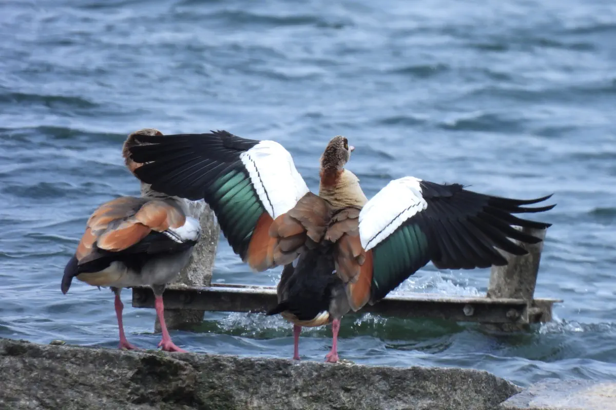 Nilgans