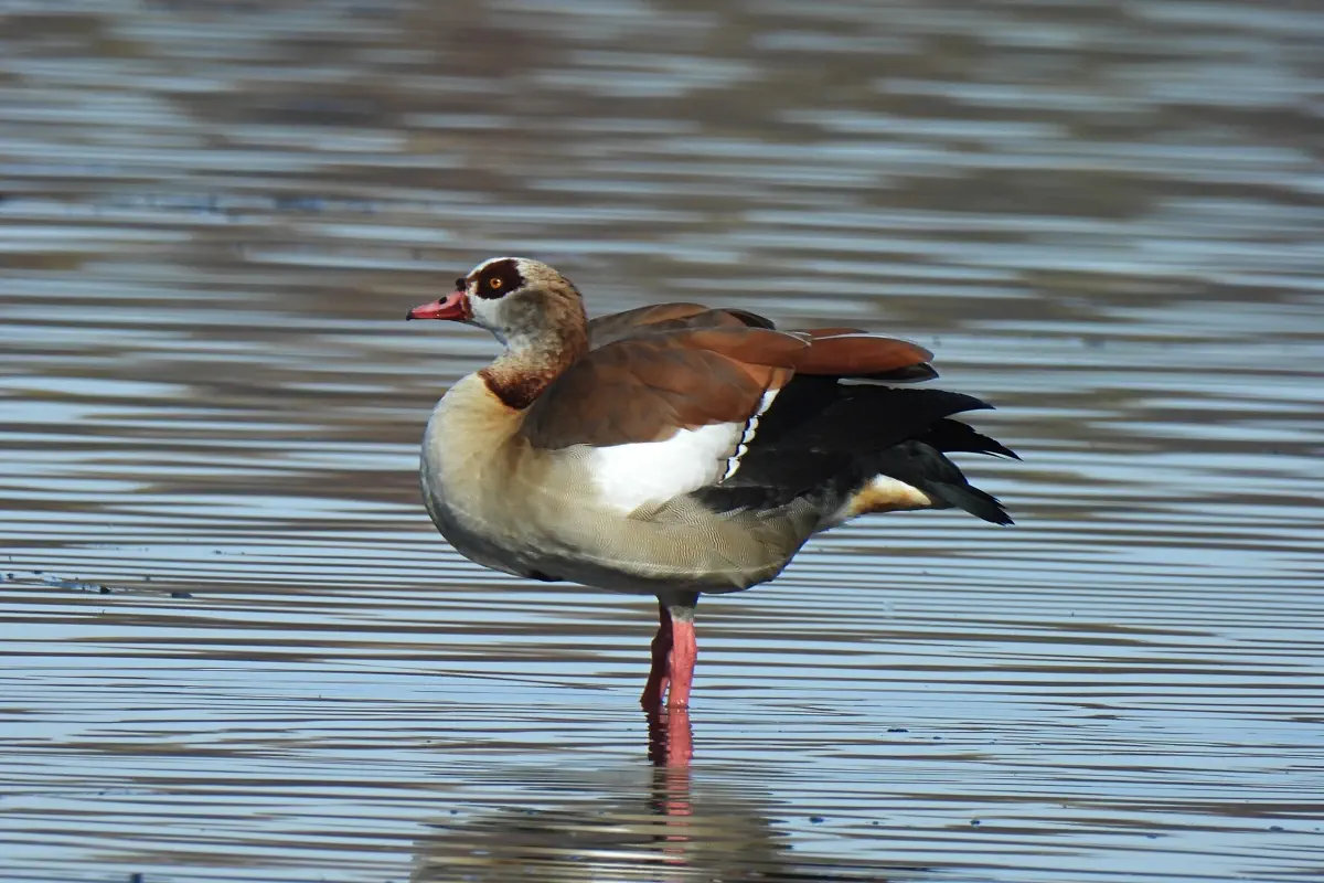 Nilgans