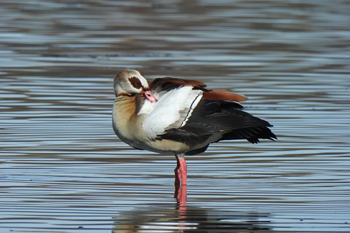 Nilgans