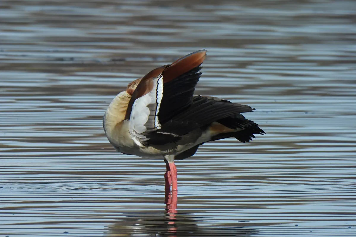 Nilgans