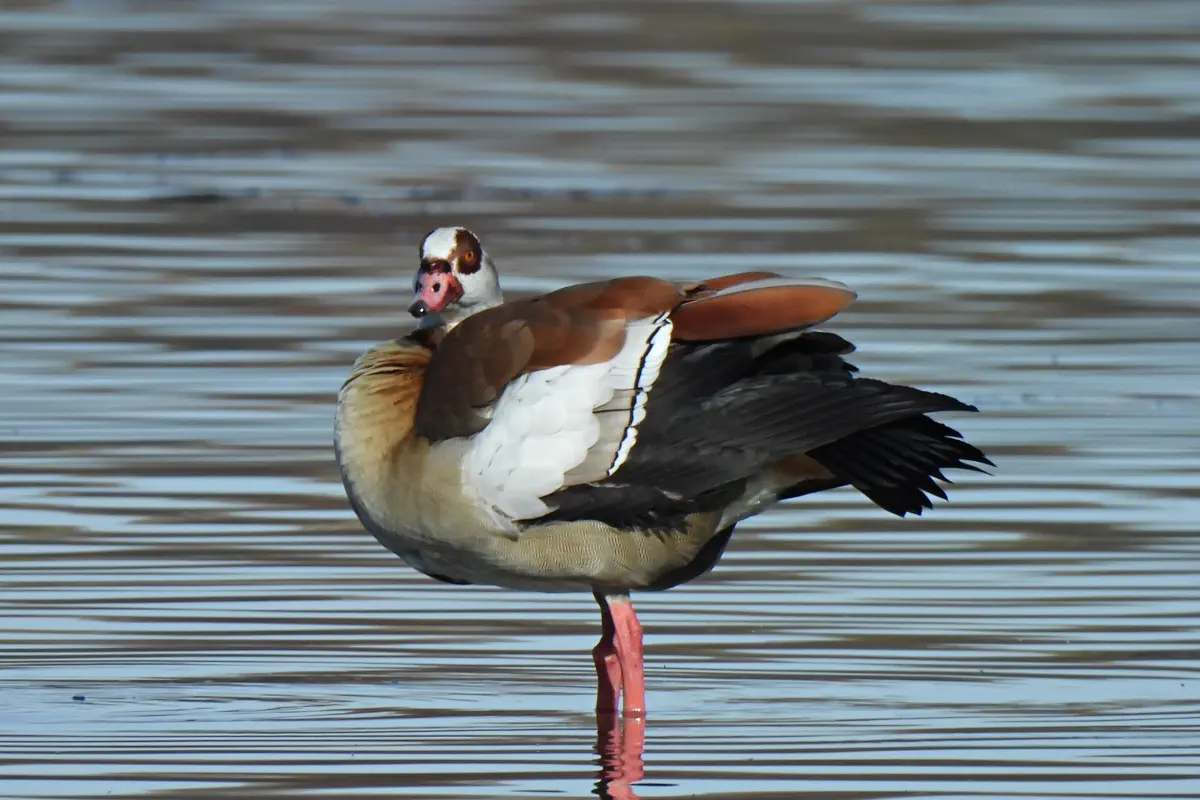 Nilgans