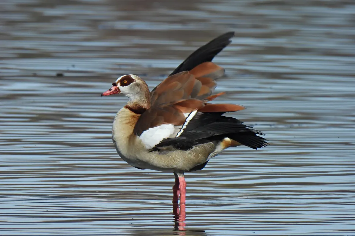 Nilgans