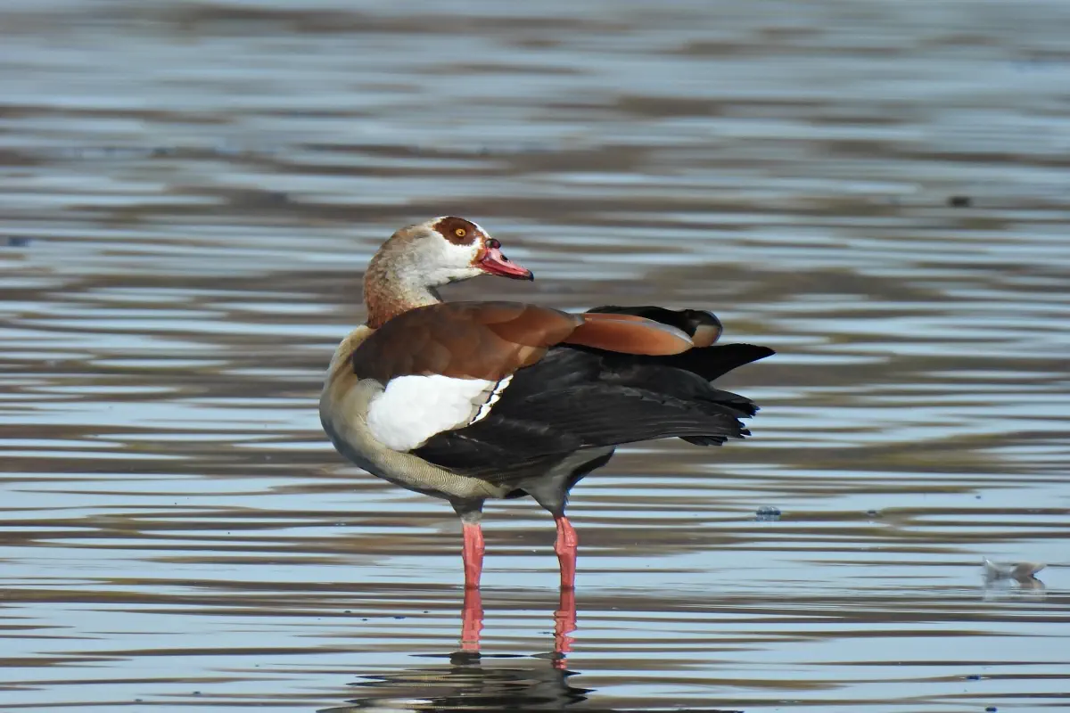 Nilgans