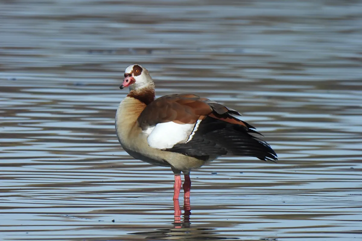 Nilgans