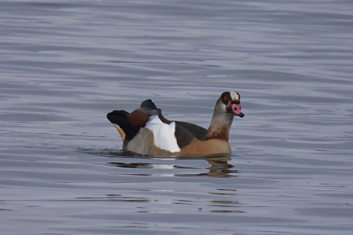 Nilgans