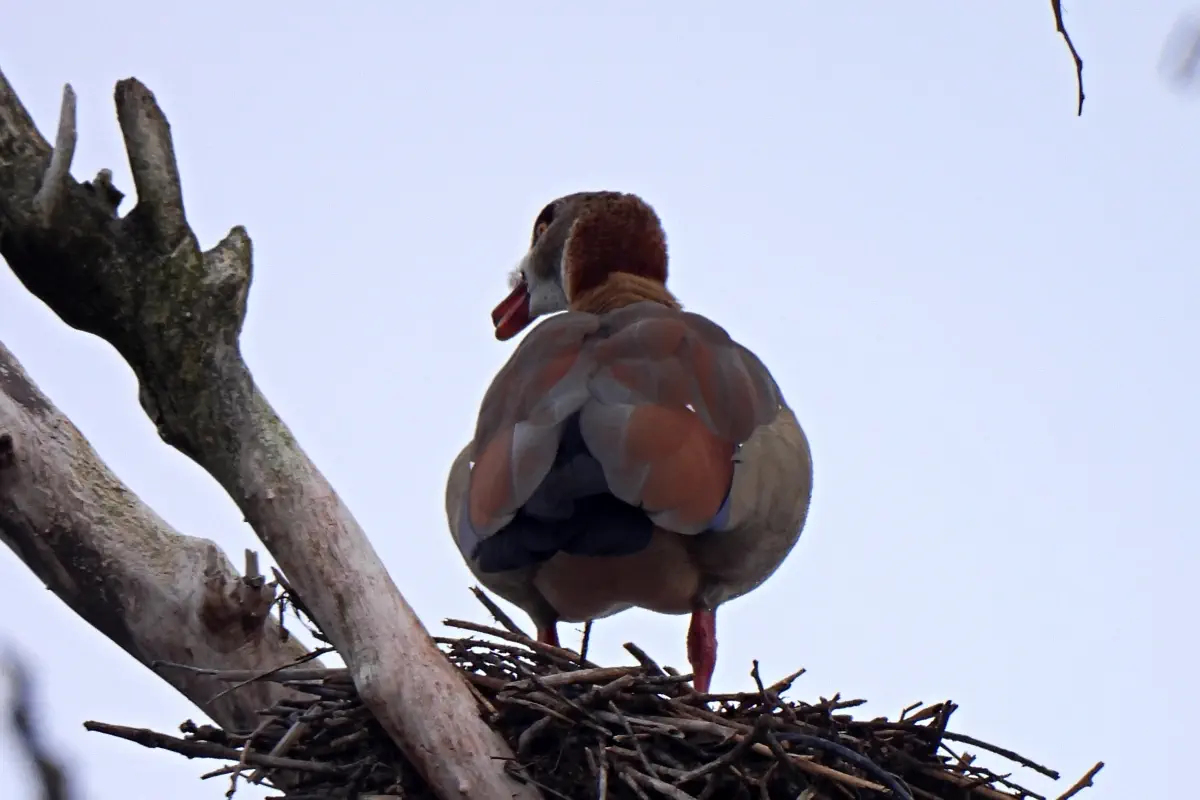 Nilgans