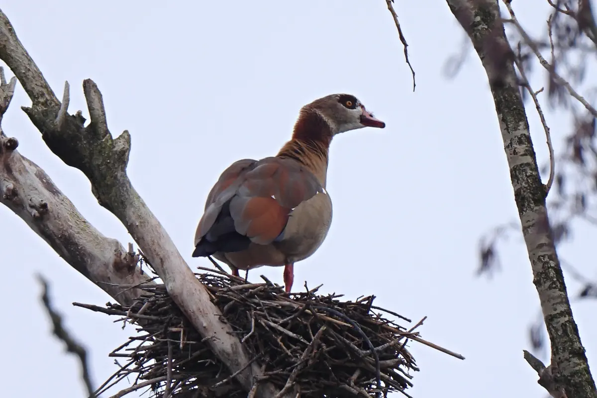 Nilgans