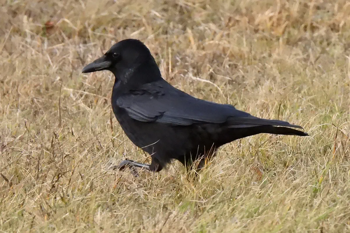Rabenkrähe