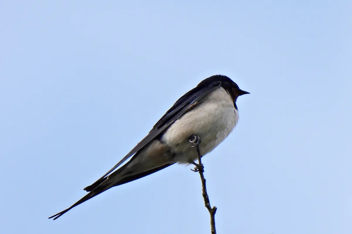 Rauchschwalbe