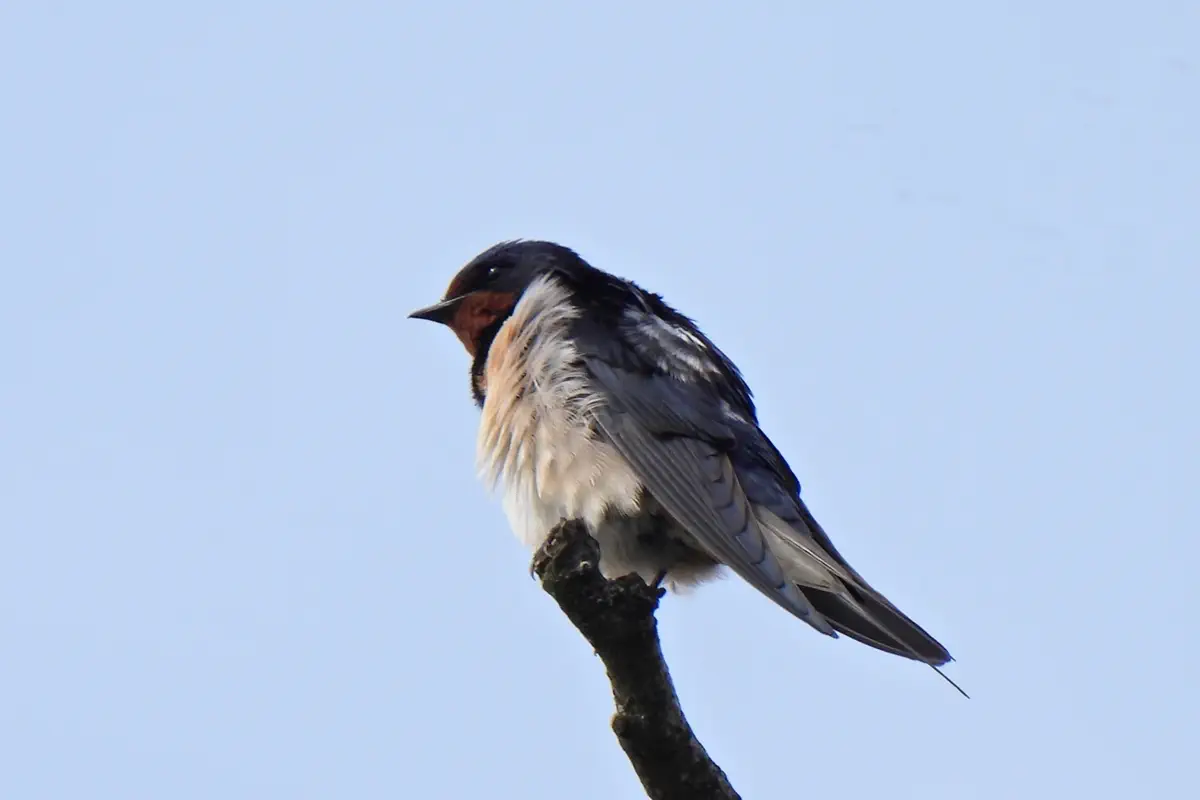 Rauchschwalbe