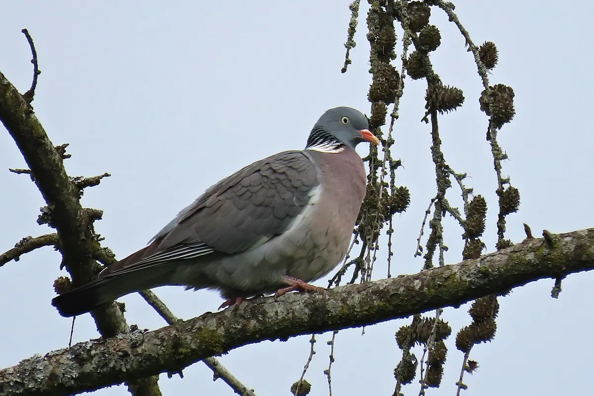 Ringeltaube