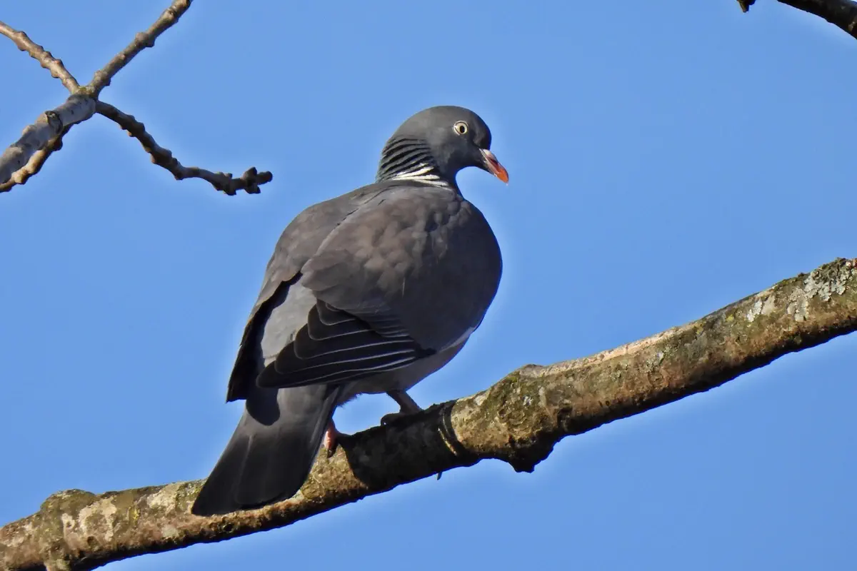 Ringeltaube