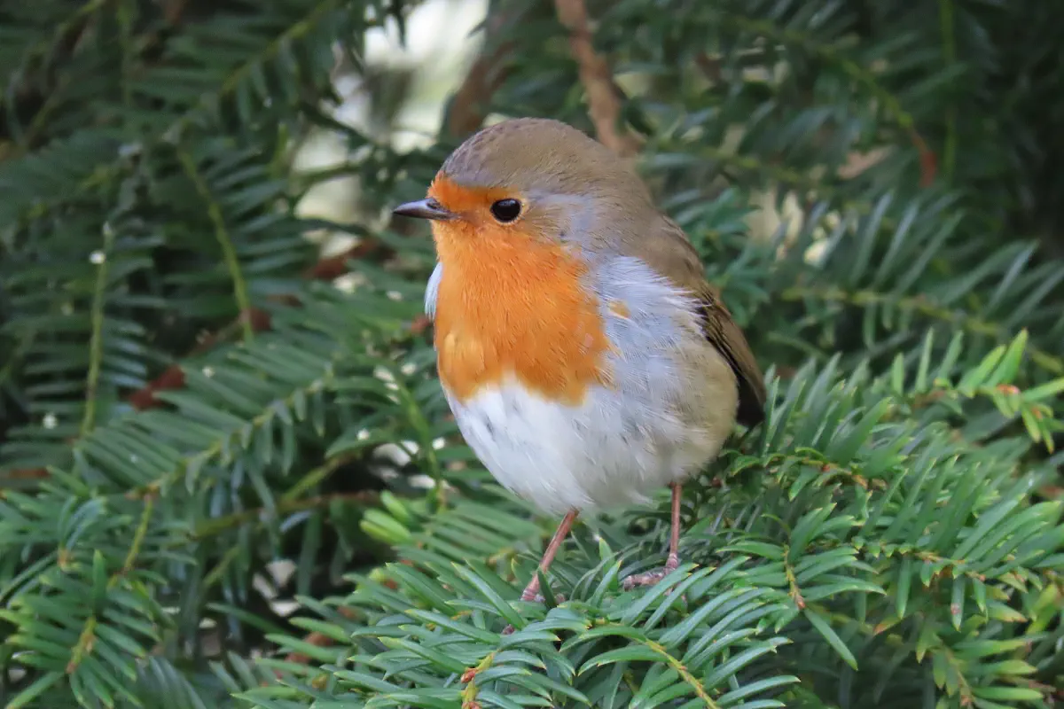 Rotkehlchen
