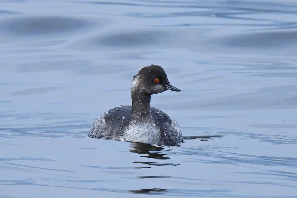 Schwarzhaltaucher
