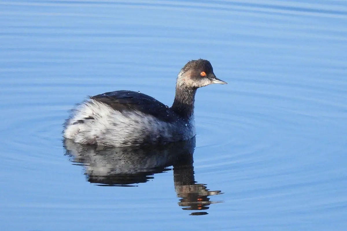 Schwarzhaltaucher