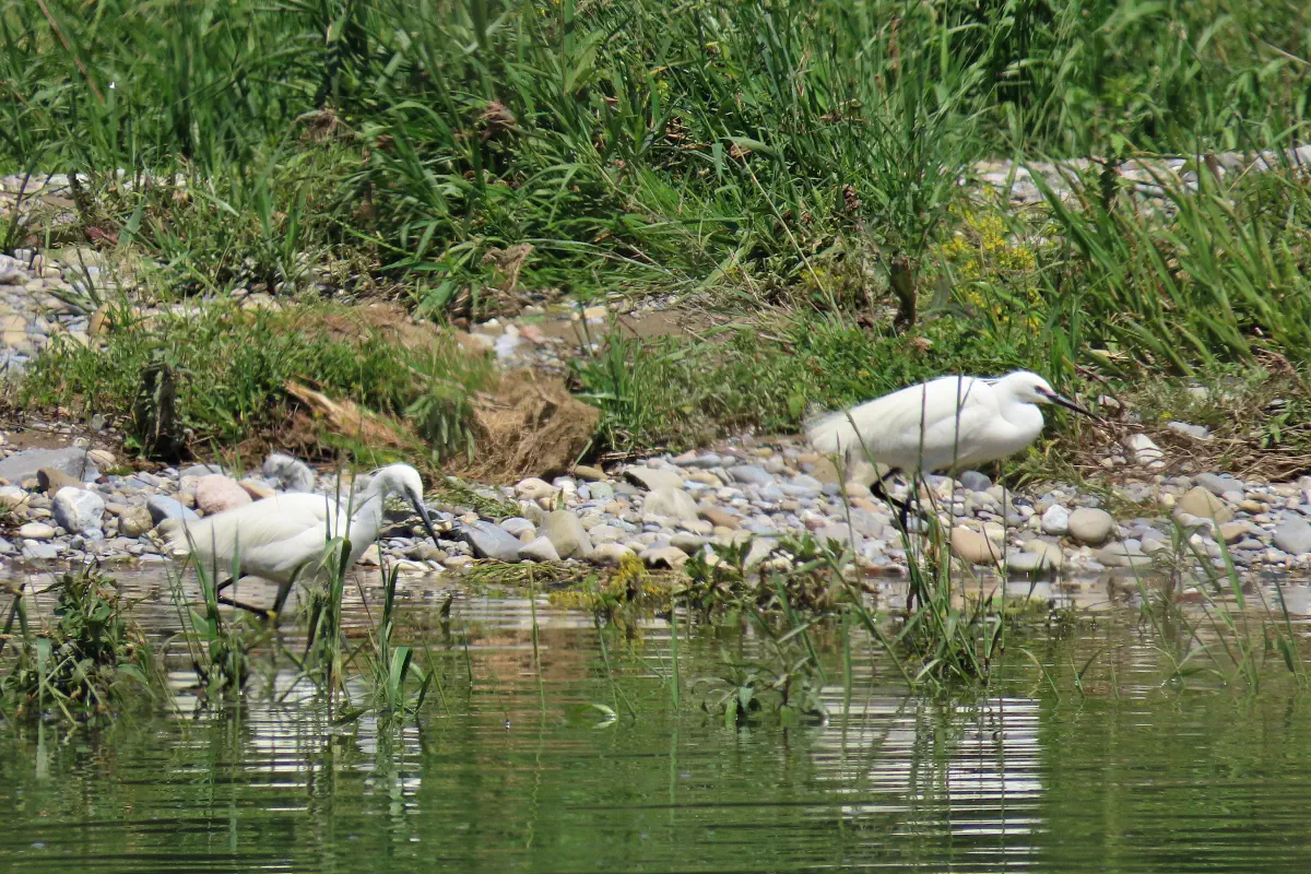 Seidenreiher