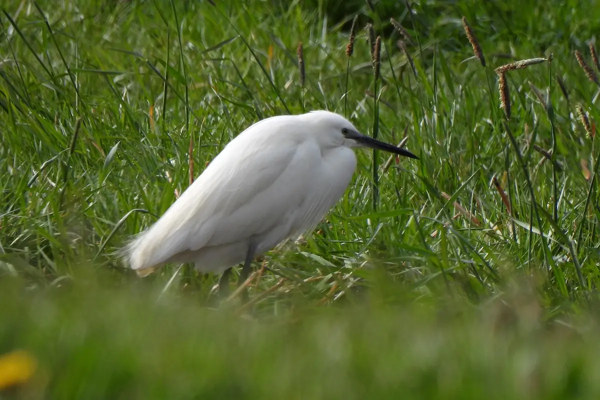 Seidenreiher