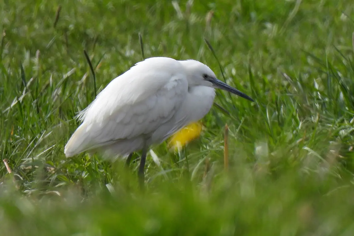 Seidenreiher