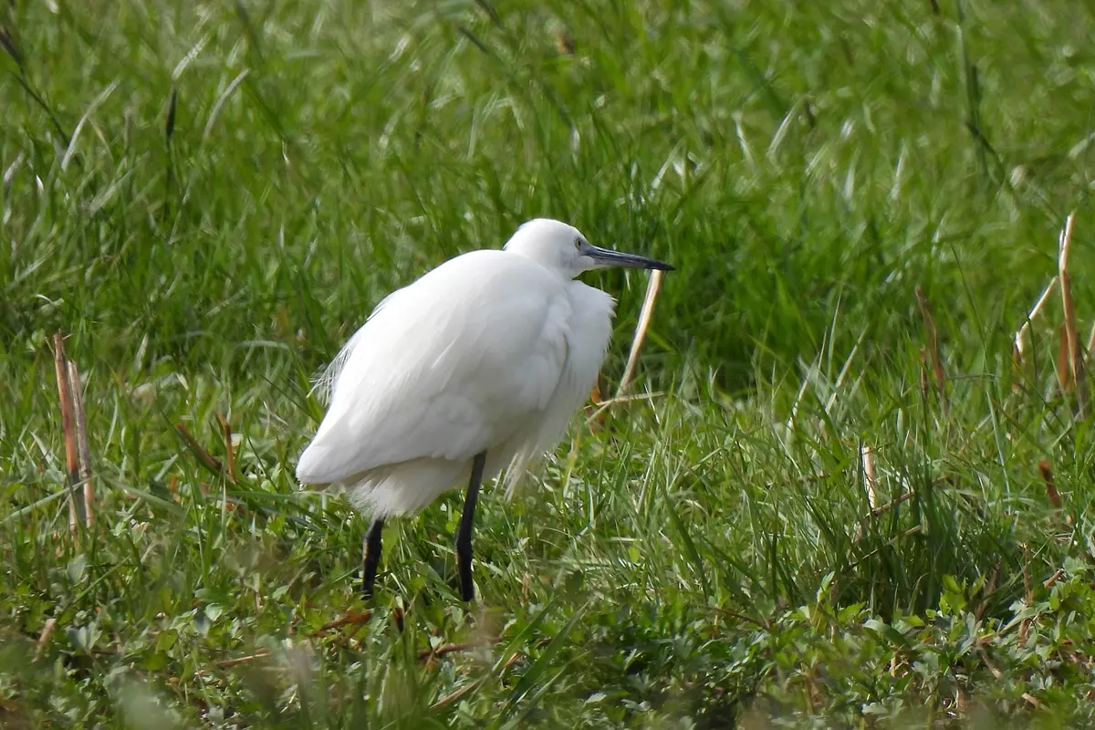 Seidenreiher