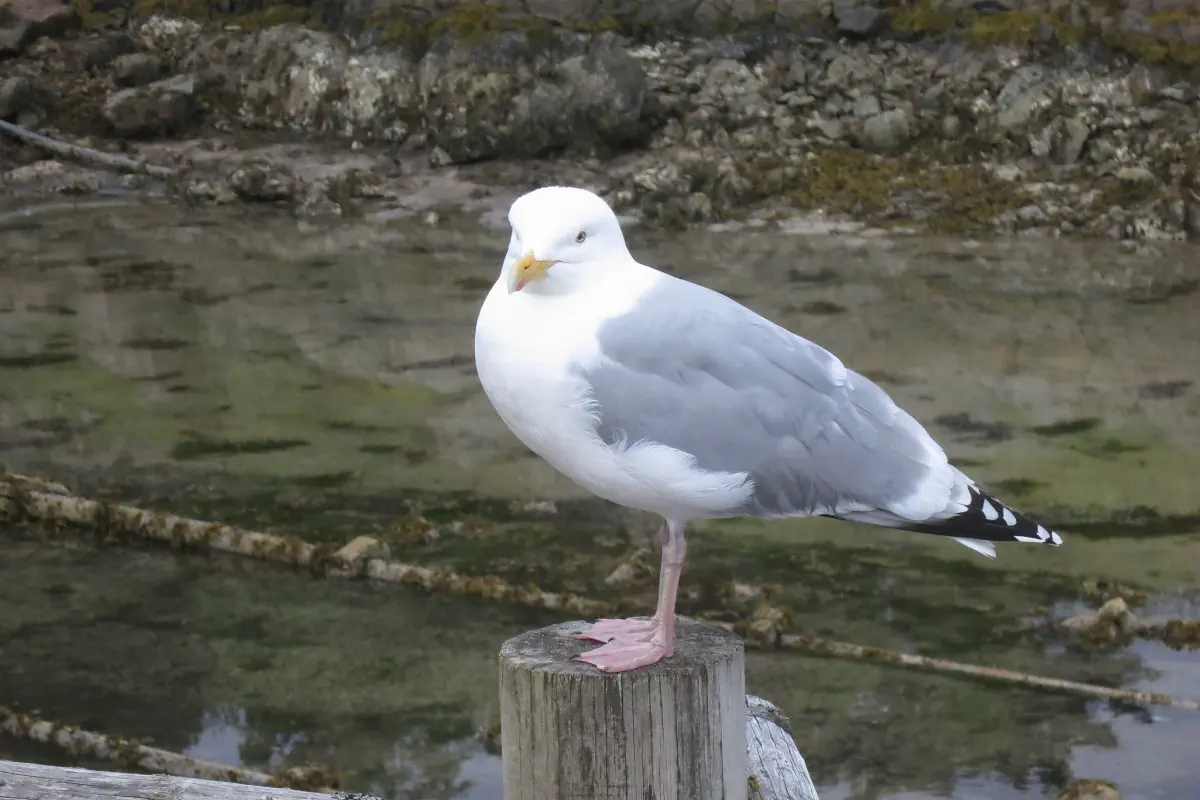 Silbermöwe
