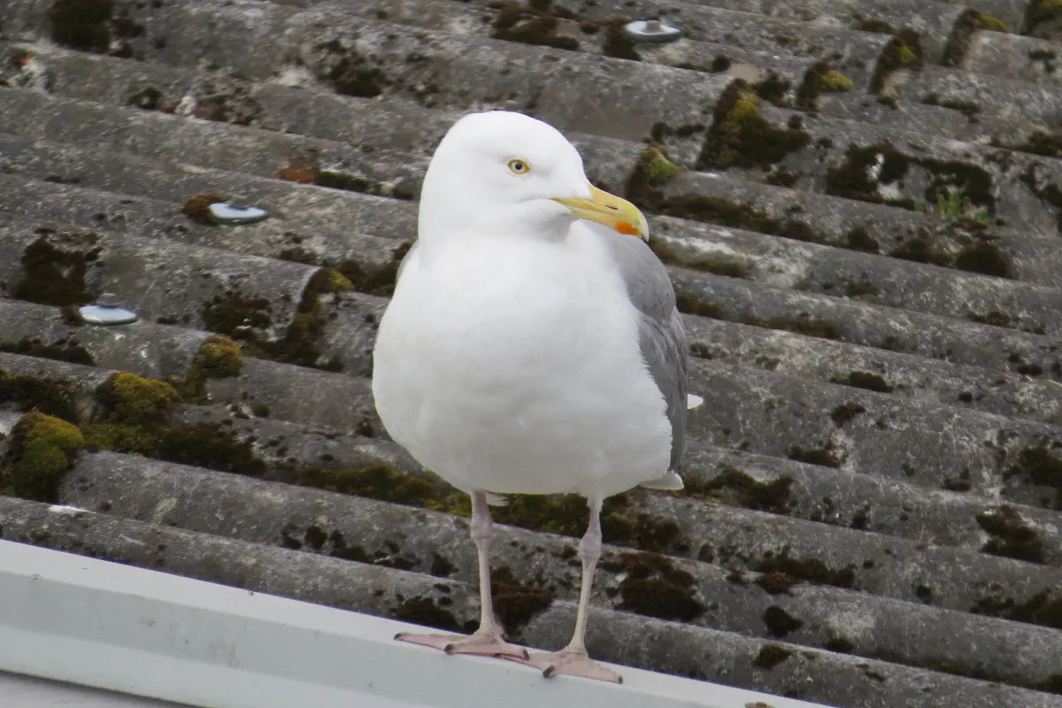 Silbermöwe
