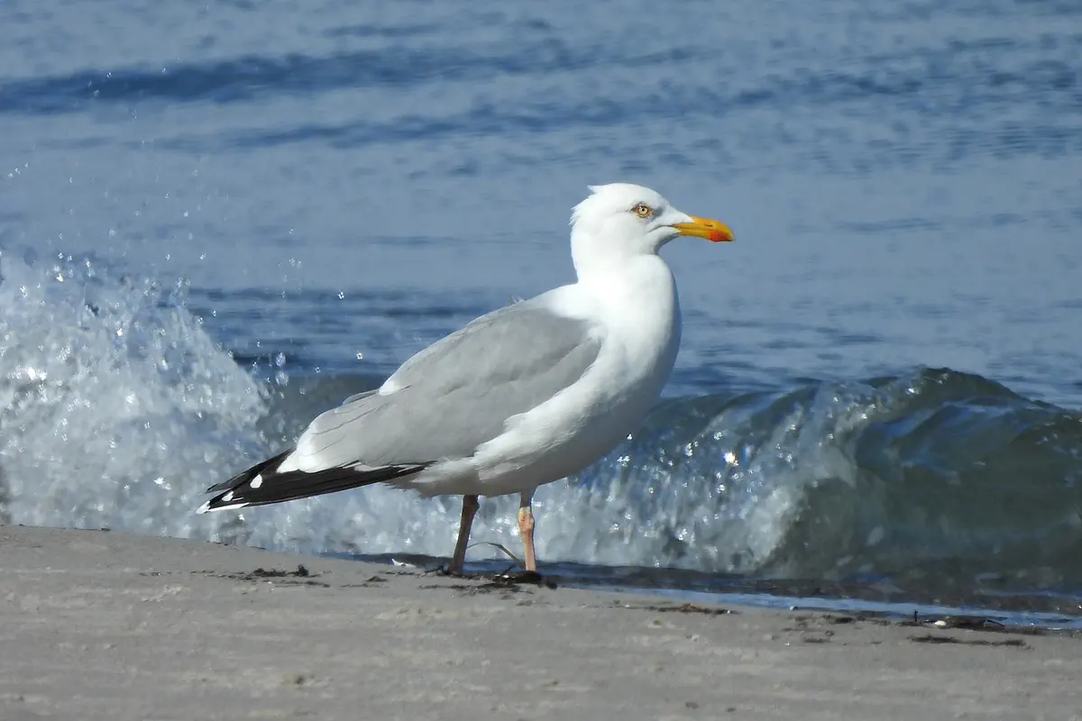 Silbermöwe