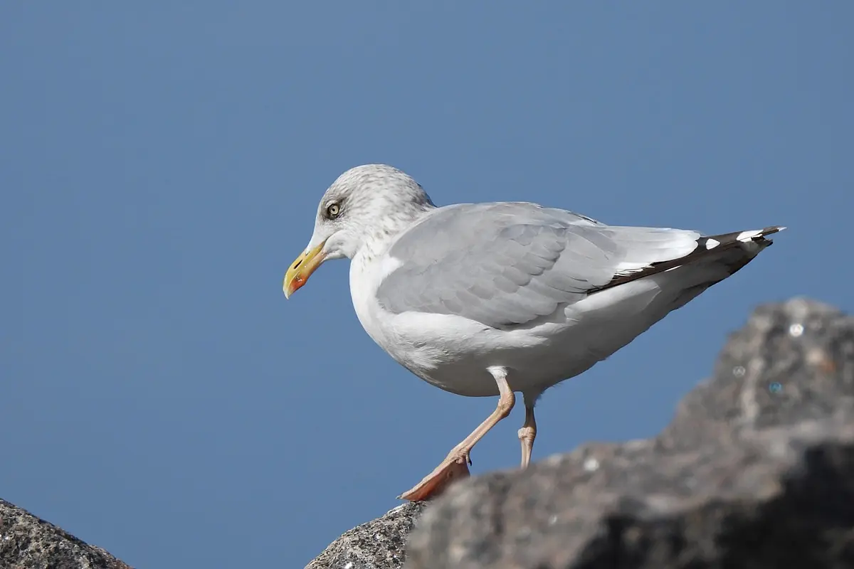 Silbermöwe