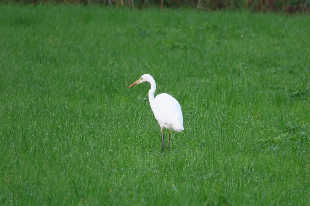 Silberreiher
