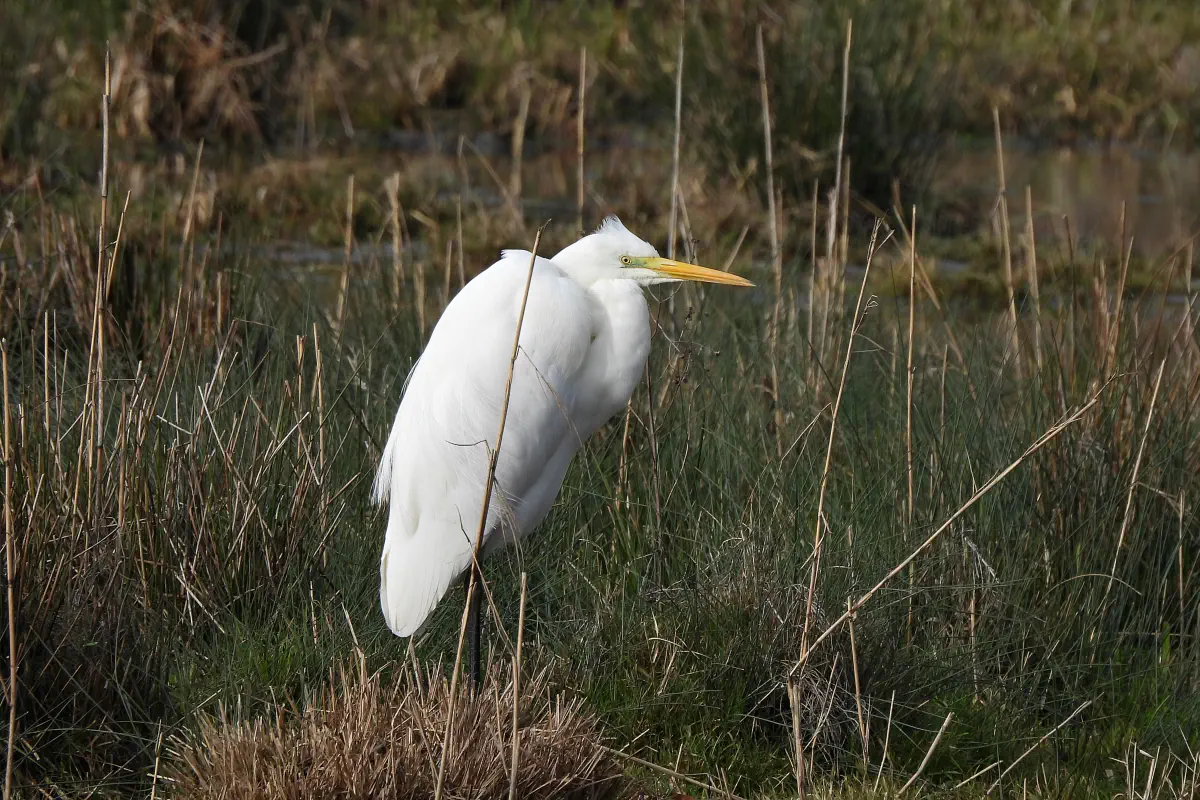 Silberreiher