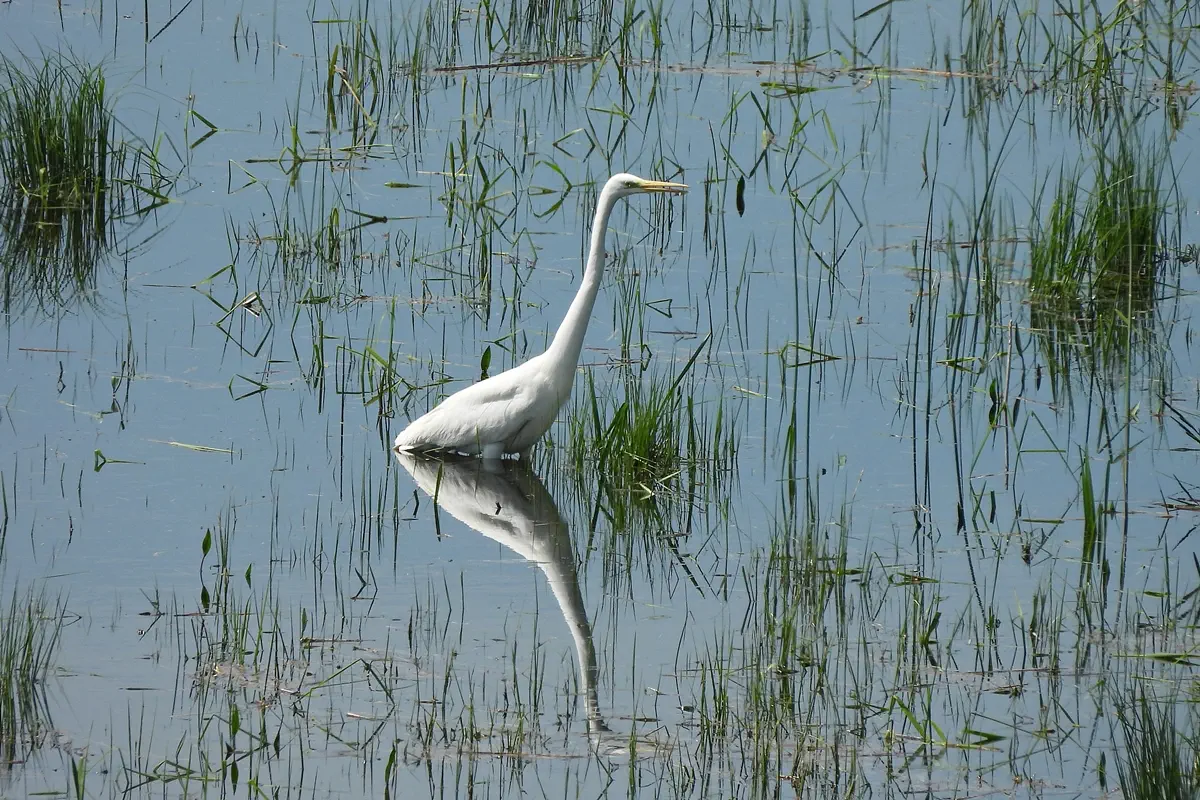 Silberreiher