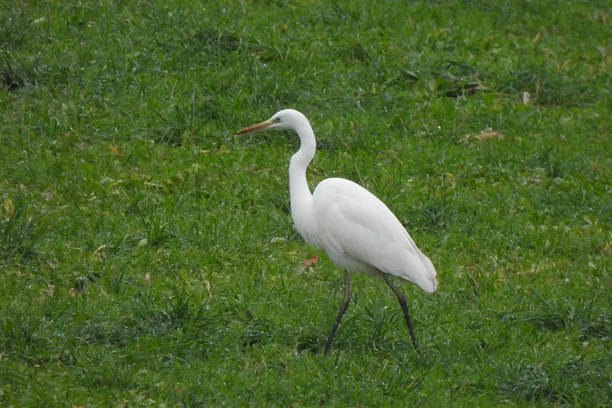 Silberreiher