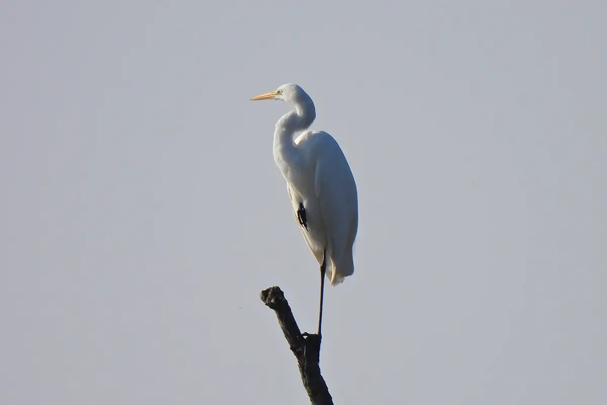 Silberreiher