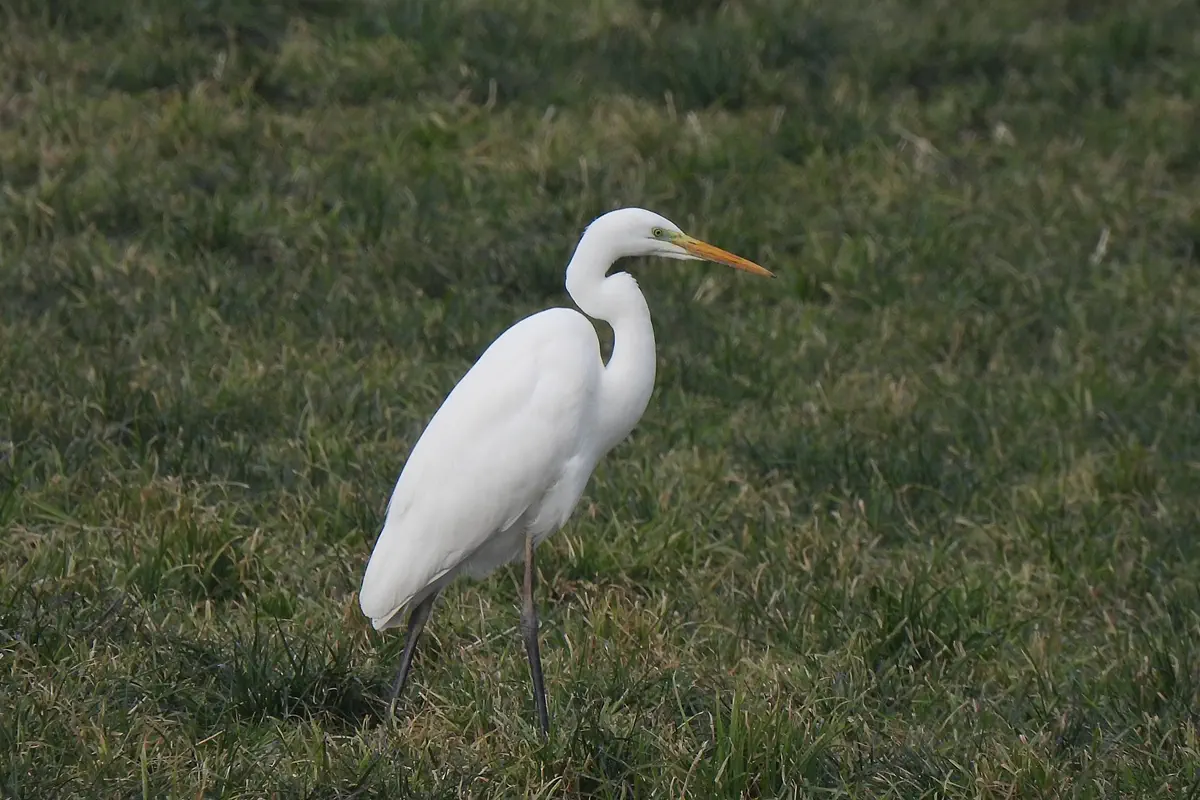 Silberreiher