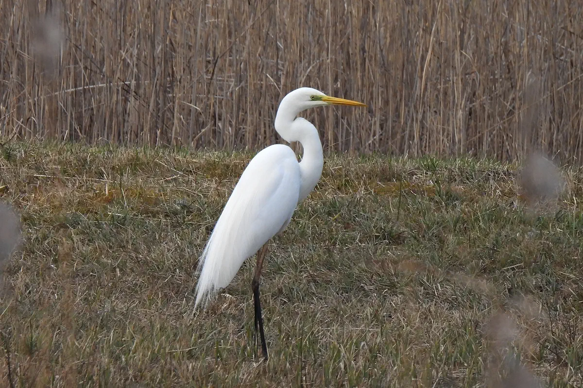 Silberreiher