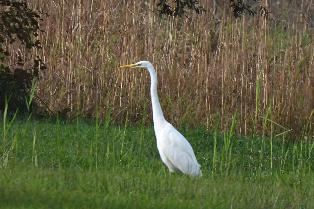 Silberreiher