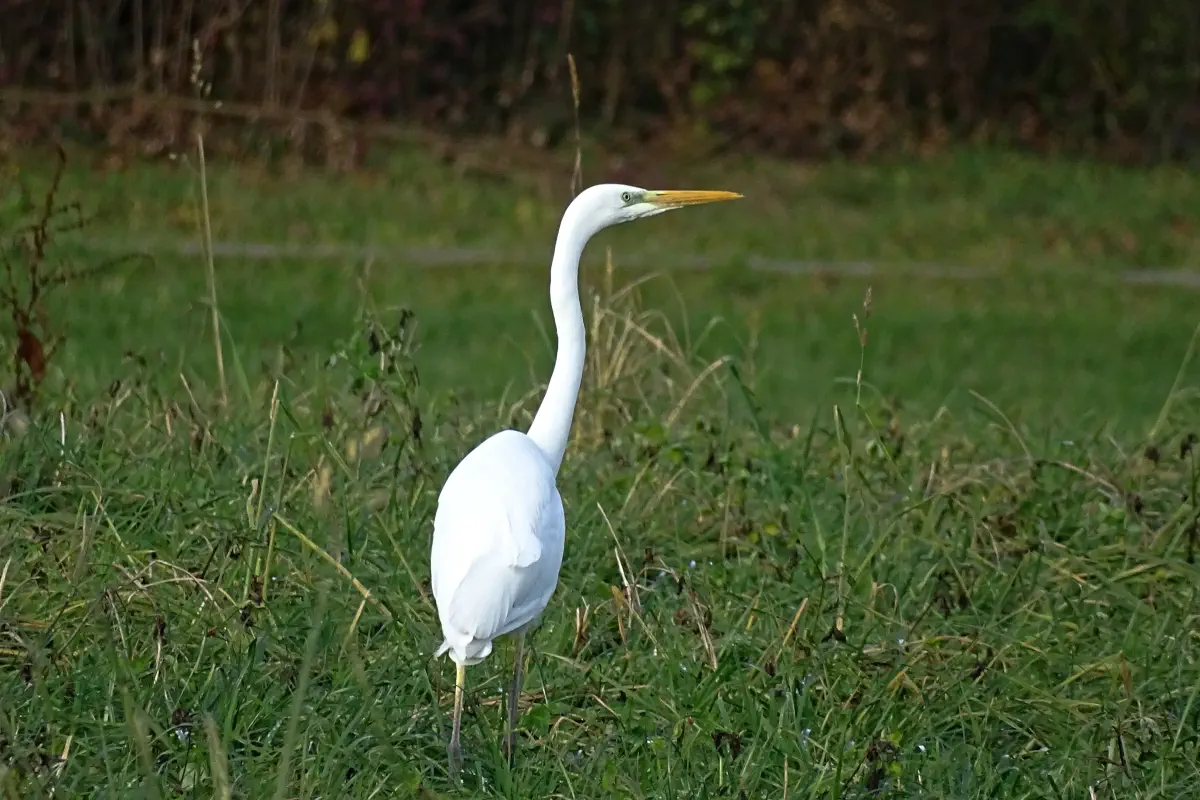 Silberreiher