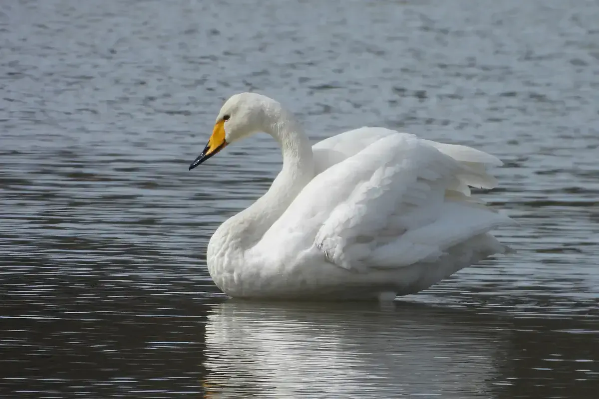 Singschwan
