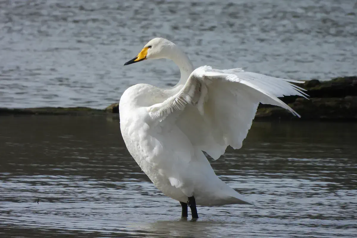 Singschwan
