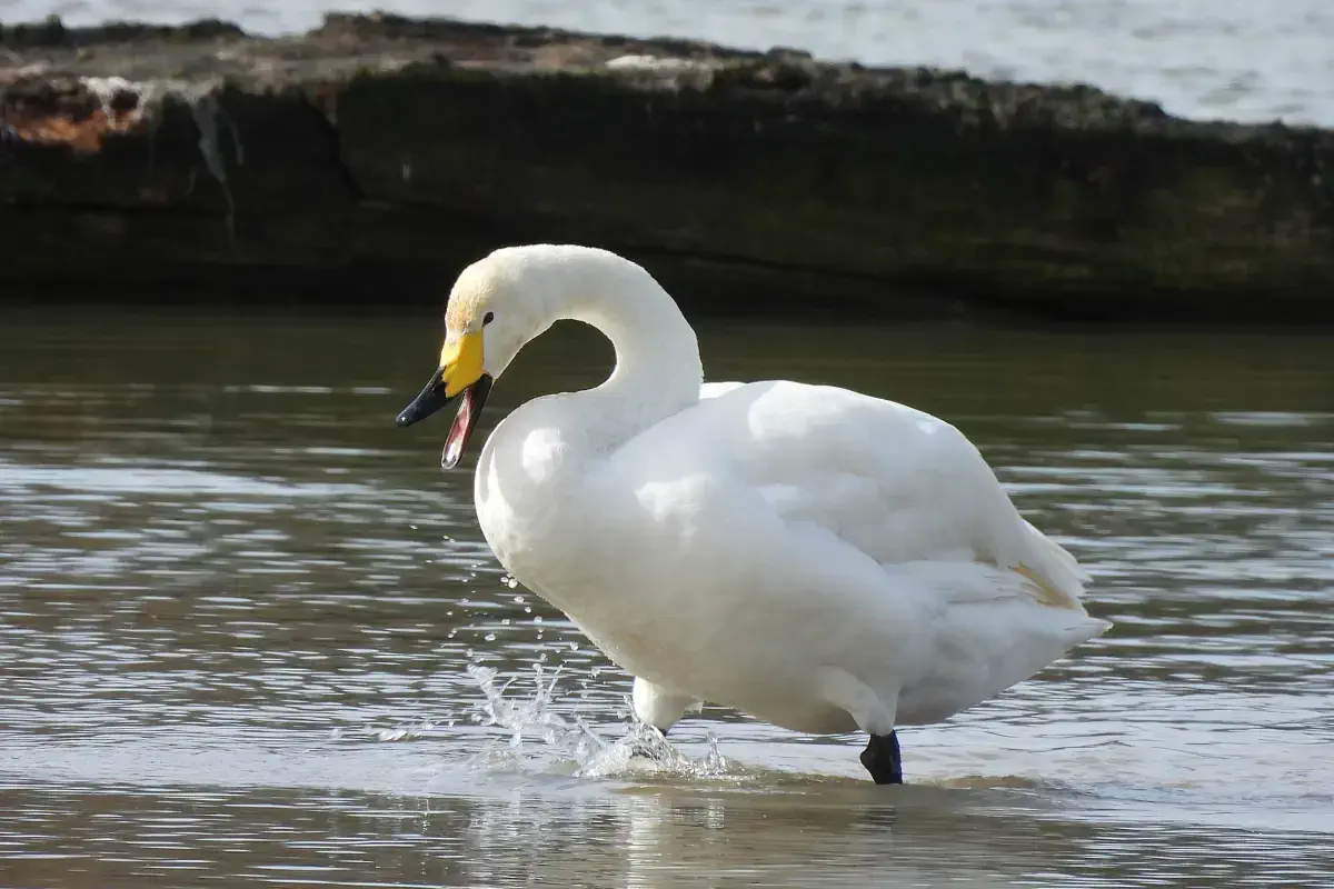 Singschwan