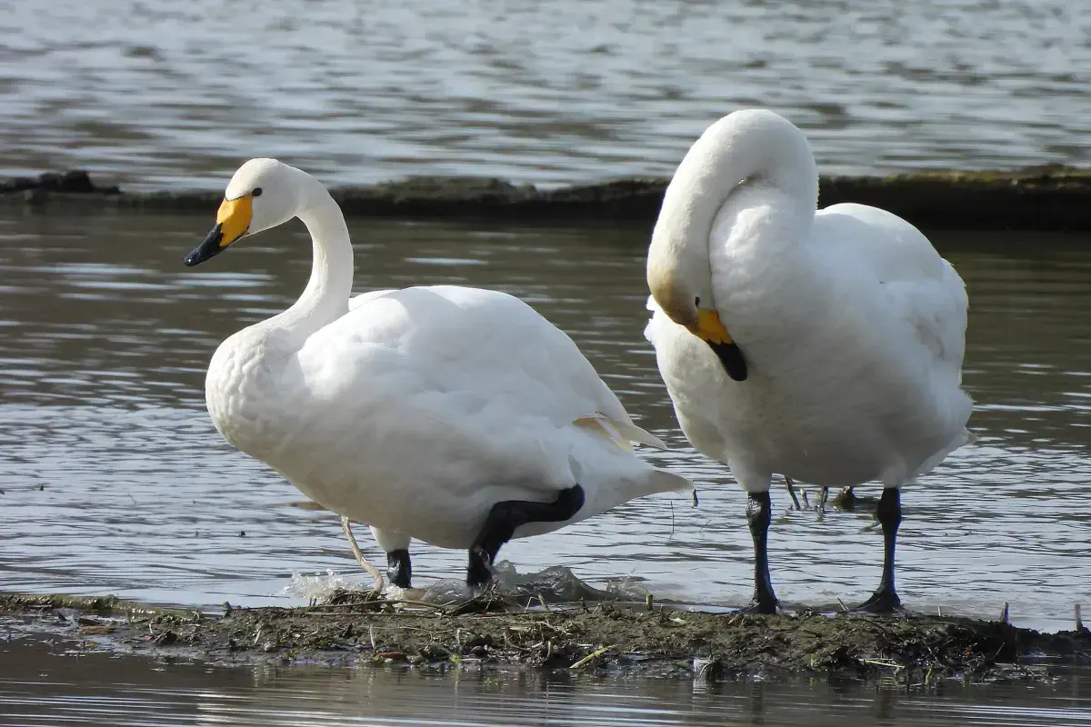 Singschwan