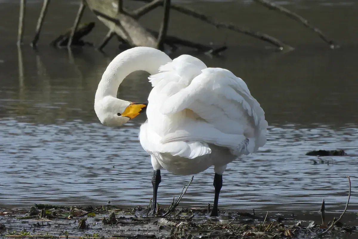 Singschwan