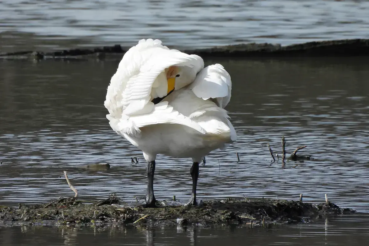 Singschwan
