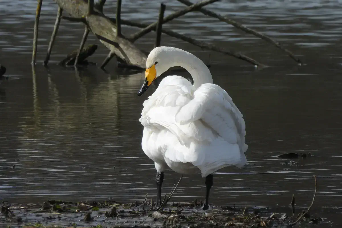Singschwan