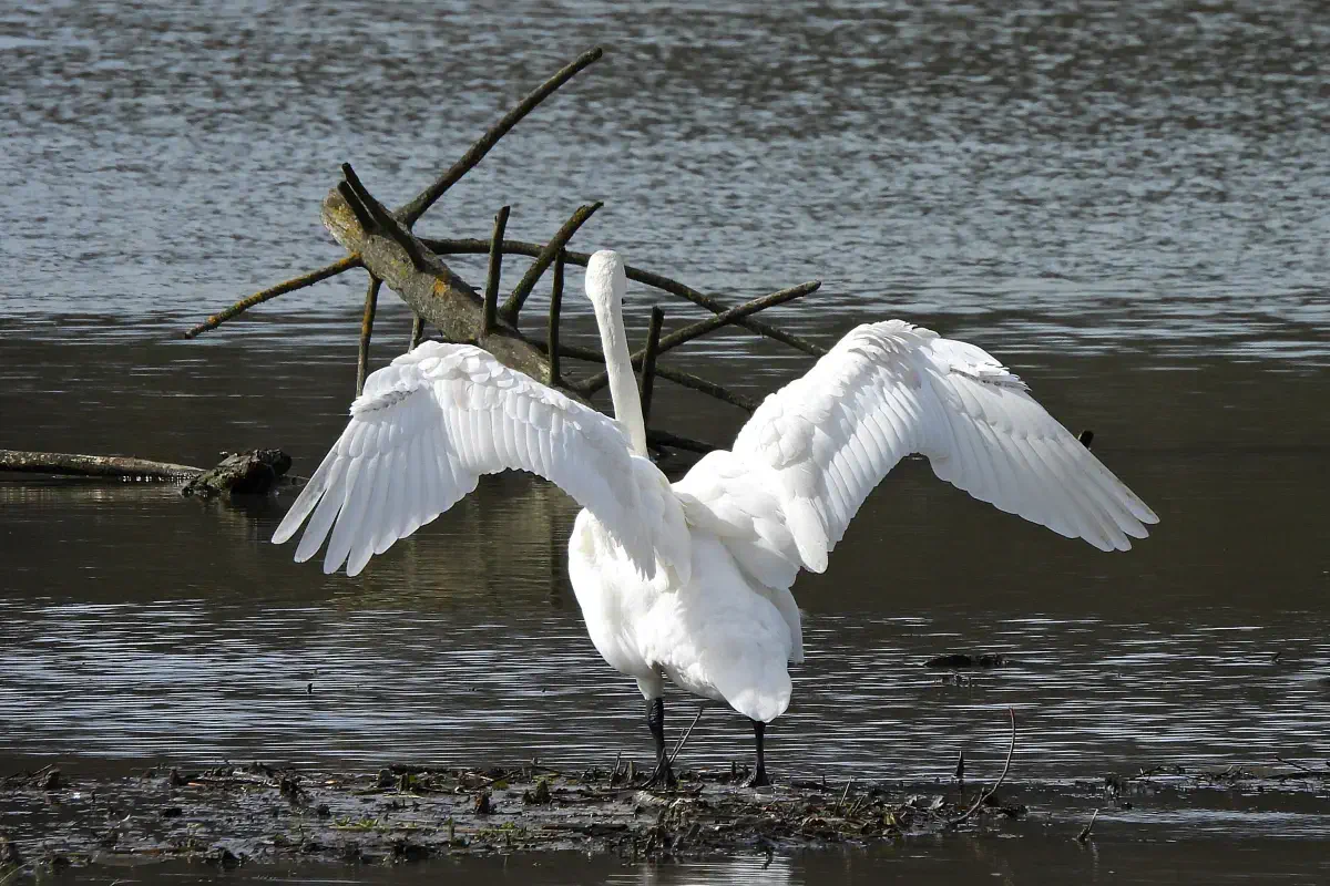 Singschwan