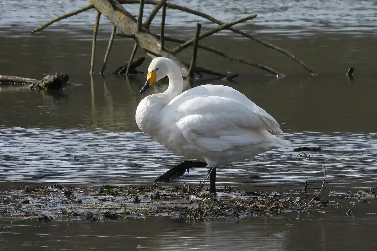 Singschwan