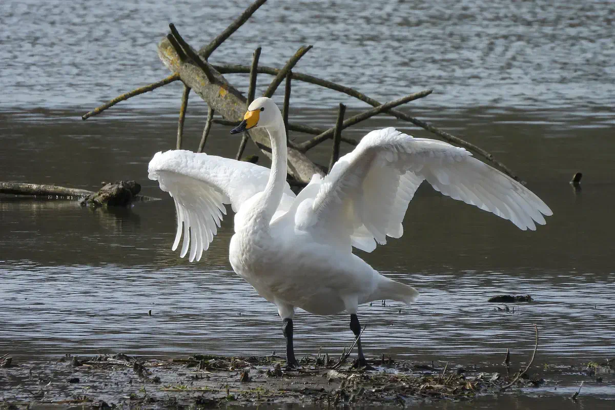 Singschwan